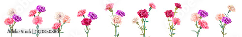 Set bouquets of carnation schabaud. White, pink, red, purple flowers, white background. Digital draw, illustration for Mother's Day, Victory day in watercolor style, panoramic view, vintage, vector