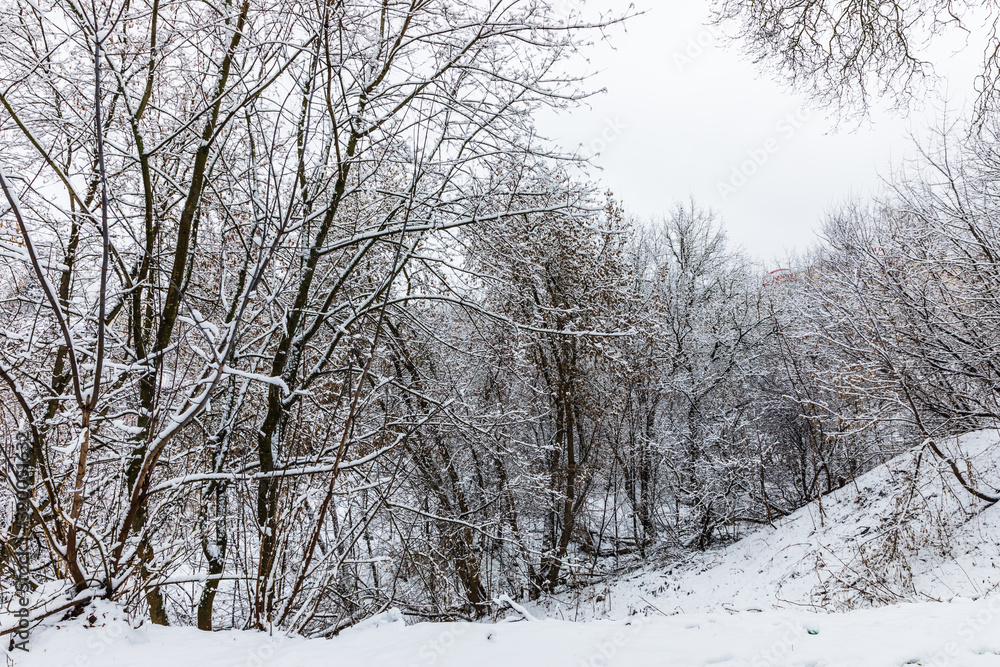 snowy trees in the park of Kaluga, Russia snowy trees in the park of Kaluga, Russia