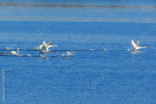 Mute swans chasing each other