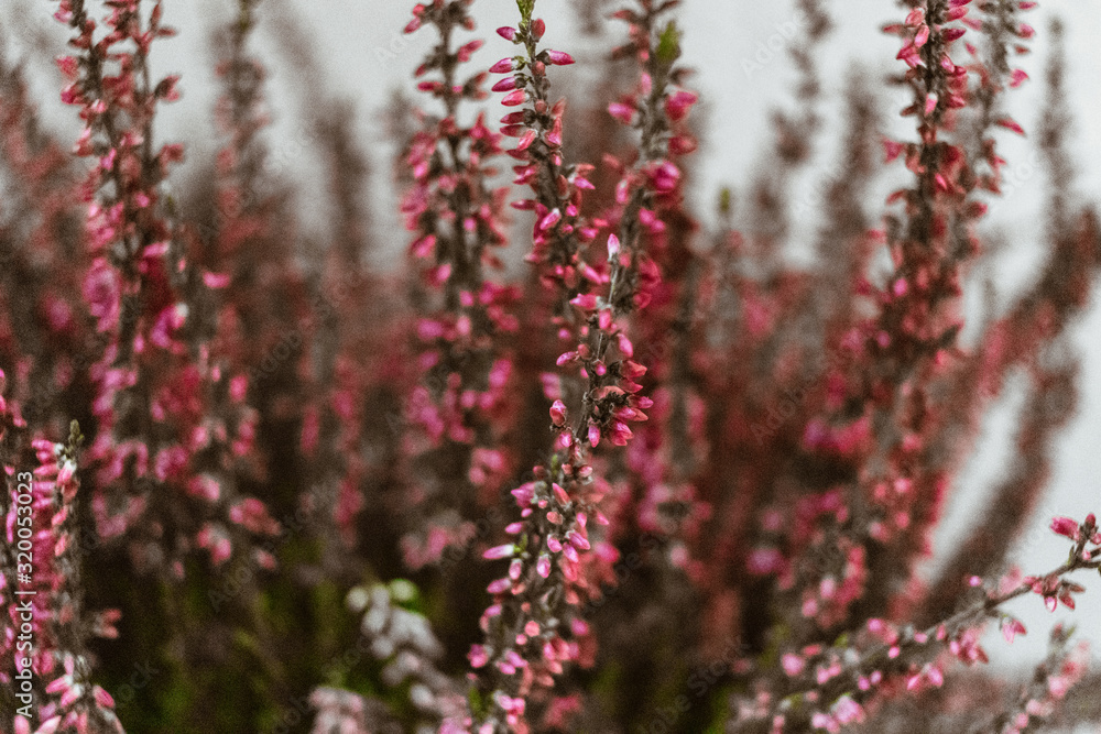 Close up of pink heather blooming flowers with selective focus in white background