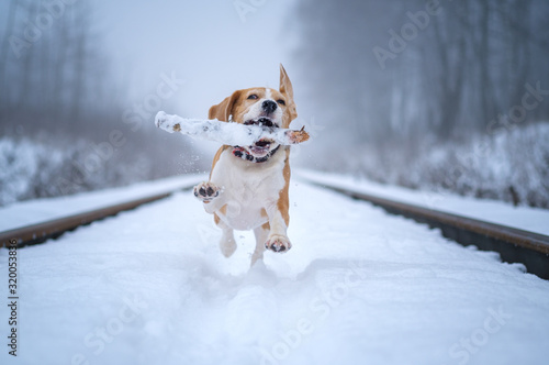 Fototapeta Naklejka Na Ścianę i Meble -  Beagle dog plays and runs with a stick in a winter park in heavy fog. Beagle portrait on a walk