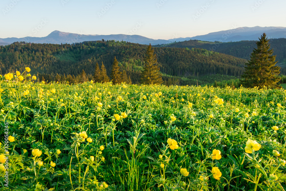 Magical view of the meadow with yellow wildflowers