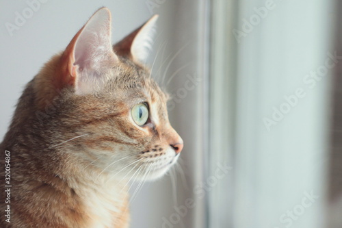 Fototapeta Naklejka Na Ścianę i Meble -  Cute fluffy brown-white cat with sitting near the window