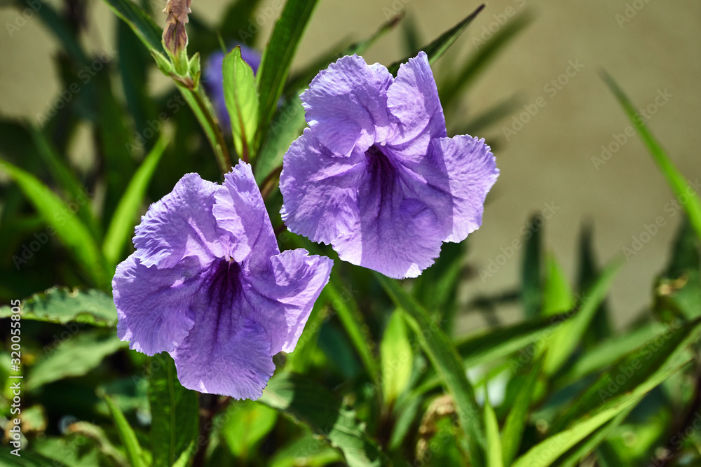 Blossoming flowers convolvulus on the Greek island of Rhodes. Blossoming flowers convolvulus on the Greek island of Rhodes.