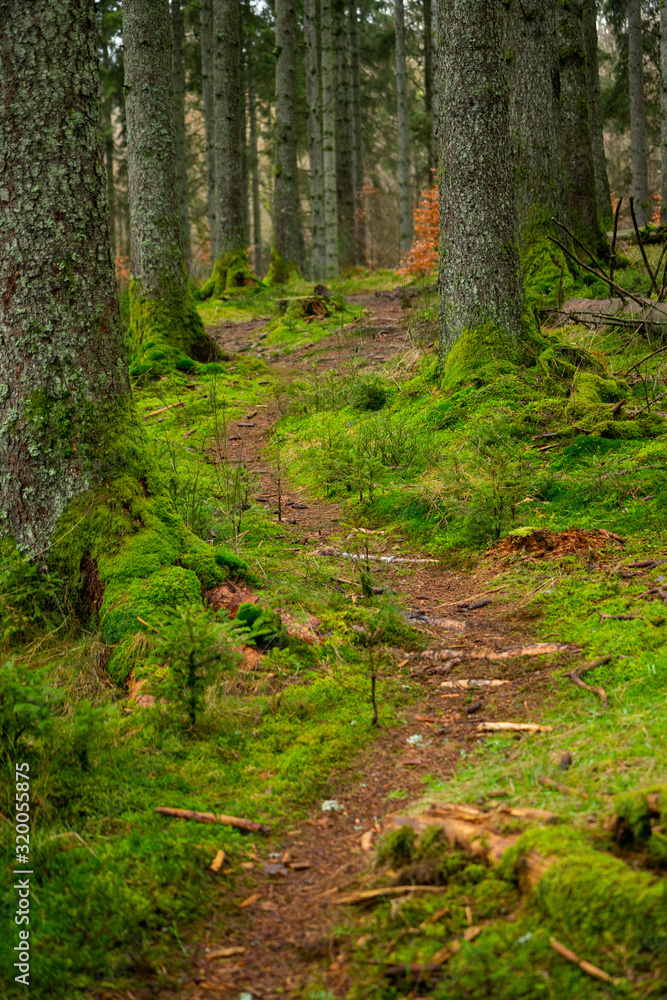 Fototapeta premium Forest path