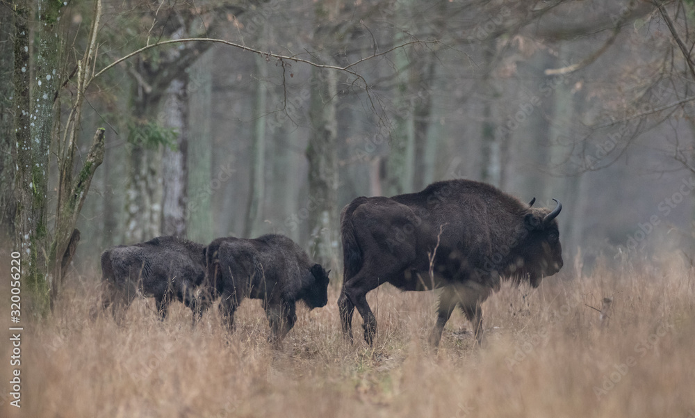European bison(Bison bonasus) herd European bison(Bison bonasus) herd