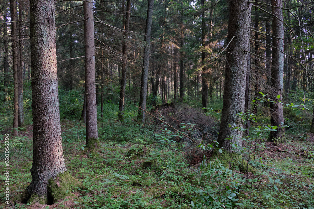Mixed tree stand of Bialowieza Forest in morning Mixed tree stand of Bialowieza Forest in morning