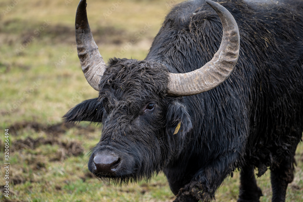 Naklejka premium Wasserbüffel bei Rietheim-Weilheim