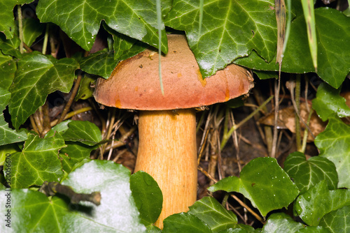 Fototapeta Naklejka Na Ścianę i Meble -  mushroom at Jezioro Szmaragdowe in Poland