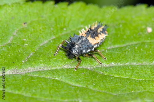 Fototapeta Naklejka Na Ścianę i Meble -  small insect at Jezioro Szmaragdowe in Poland