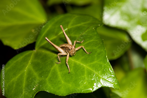 grasshopper at Jezioro Szmaragdowe in Poland