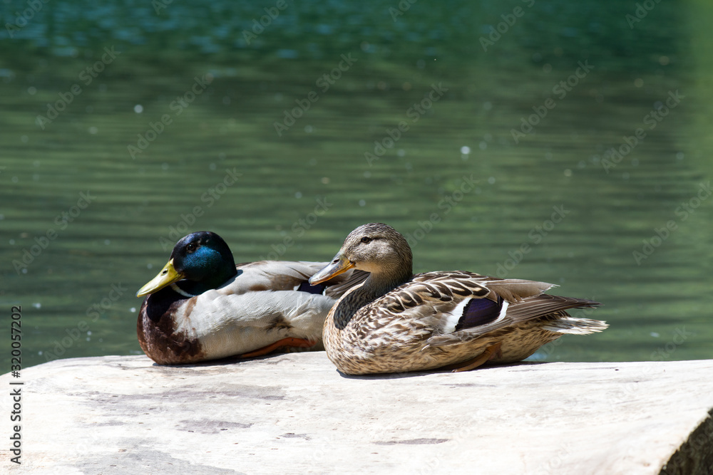 Fototapeta premium Ducks at Jezioro Szmaragdowe in Poland
