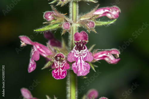 small plant at Jezioro Szmaragdowe in Poland