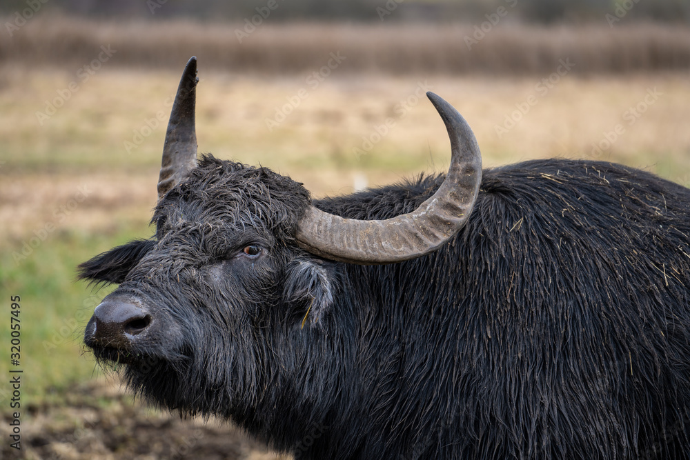 Naklejka premium Wasserbüffel bei Rietheim-Weilheim