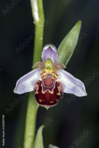 small orchid in northern Zealand, Denmark