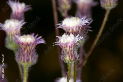 small flower in northern Zealand, Denmark