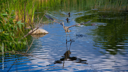 Grey heron flight over a pond  Ontario  Canada