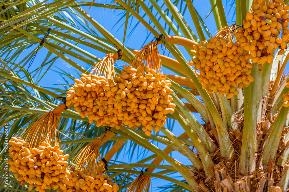 Fototapeta premium Bunch of ripening dates fruits on palm, agriculture industry in the Middle East and Mediterranean regions
