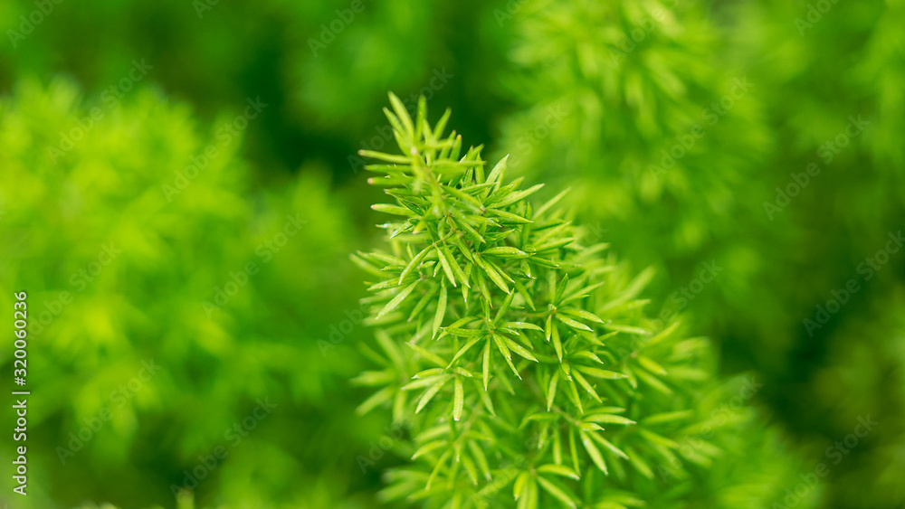 Small green leaves nature blur background macro picture