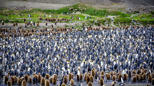 King penguins colony with babies