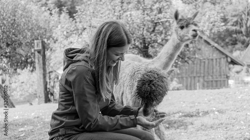 Junge Frau füttert Alpaka