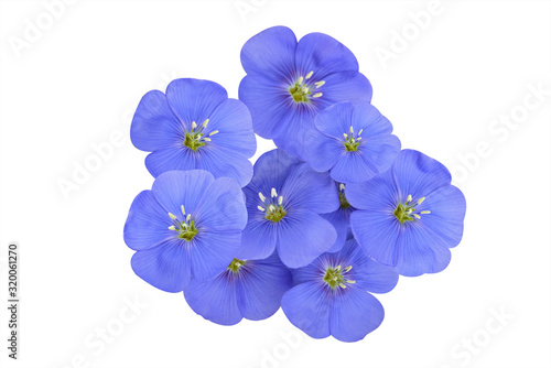 Isolated blue perennial flax flowers on a white background