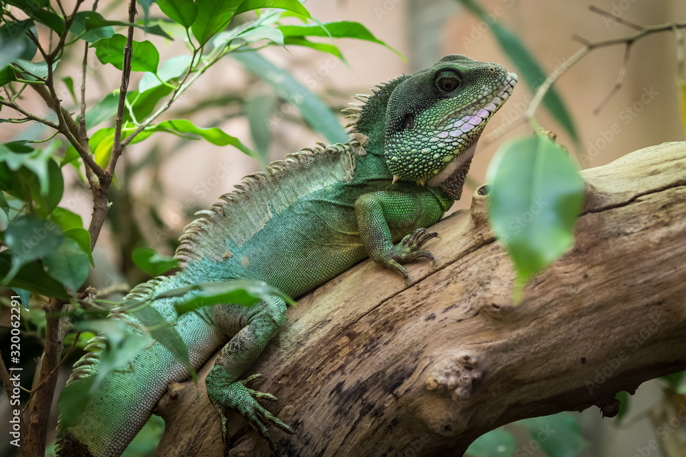 Fototapeta premium Green iguana lizard on the bare branch. Closeup.