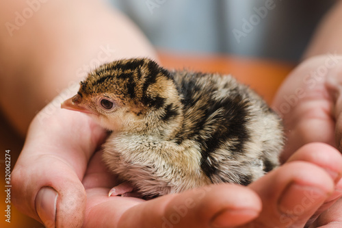 Little newborn colored turkey in the caring hands of a farmer