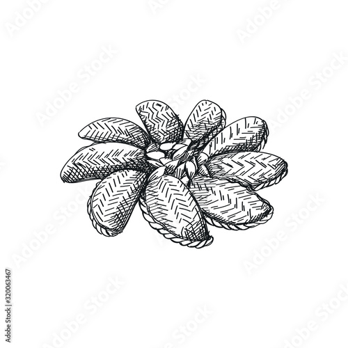Sketch of Azerbaijan national pastry shekerbura with seeds in the center