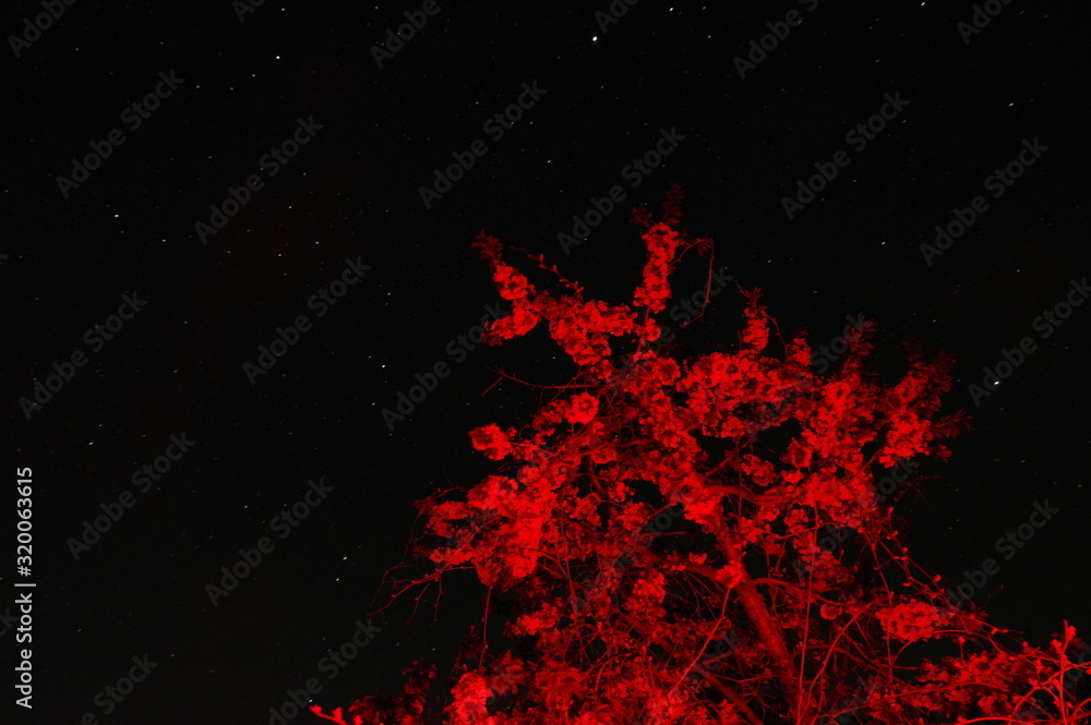 Night photo of cherry blossoms in the night sky