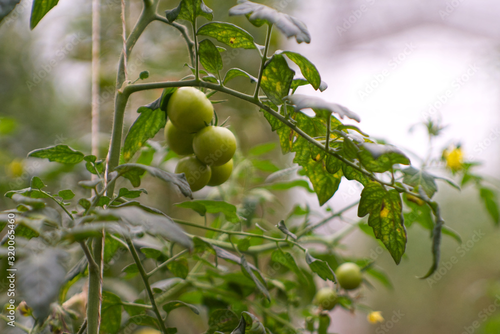Biologisch Angebaute Tomaten im Gewächshaus
