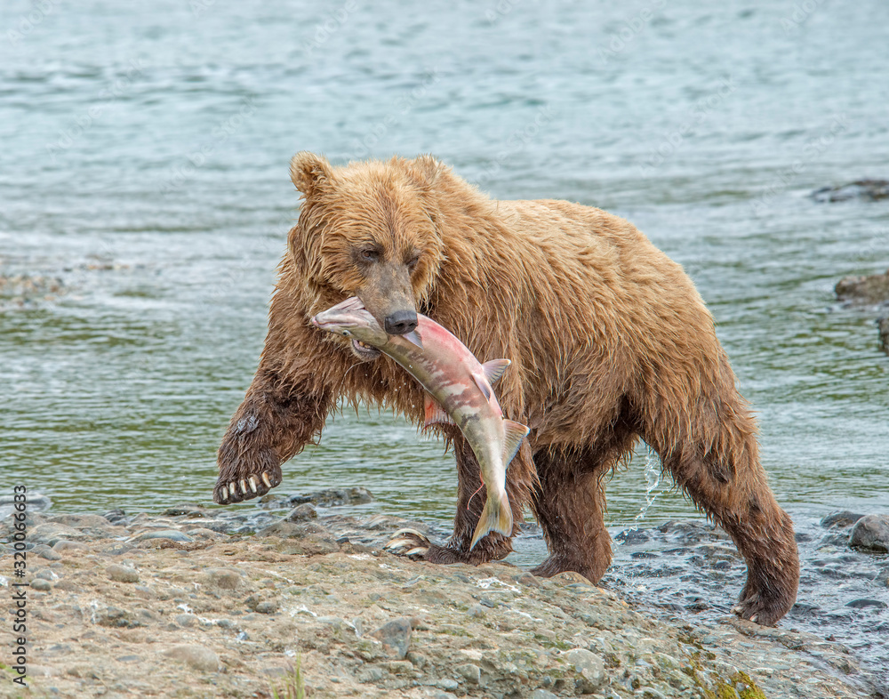 Obraz premium Brown Bear at McNeil River fishing for Chum Salmon