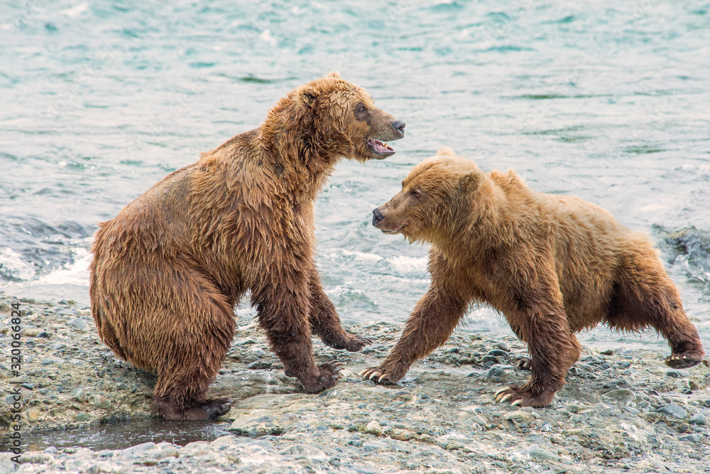 Obraz premium Brown Bears at McNeil River fighting over fishing spots