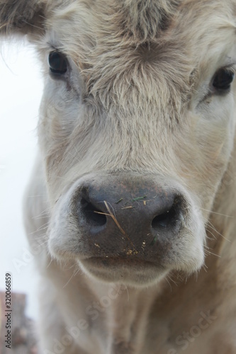 fluffy steer © Megan