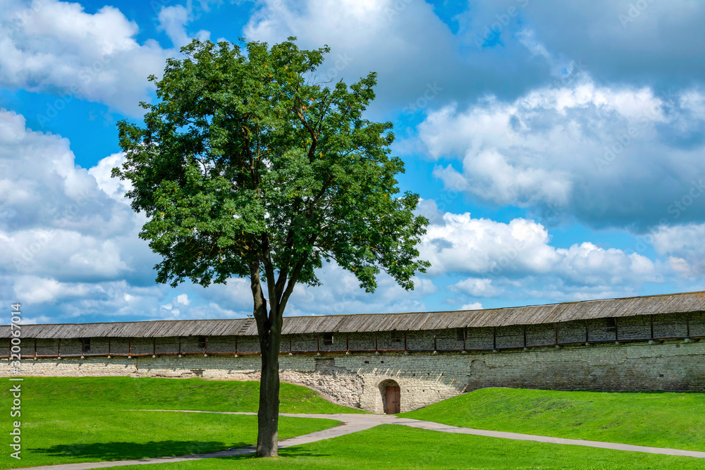 Lonely tree near the wall of Pskov Krom
