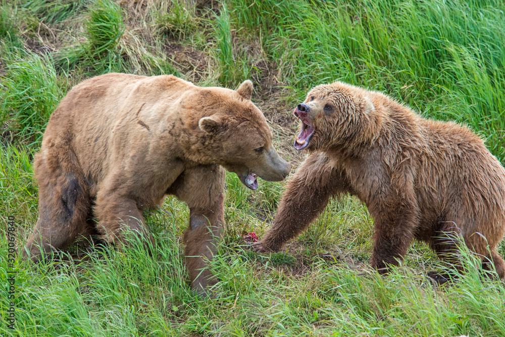Brown Bears at McNeil River fighting over fishing spots Brown Bears at McNeil River fighting over fishing spots
