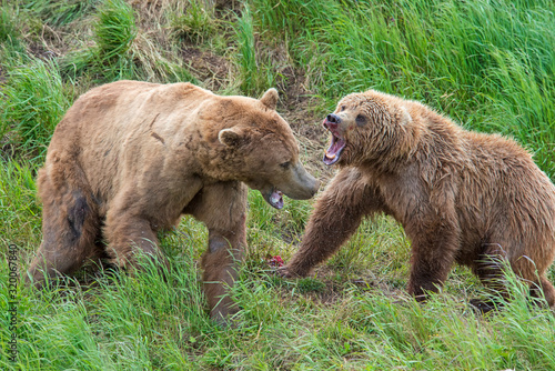 Brown Bears at McNeil River fighting over fishing spots