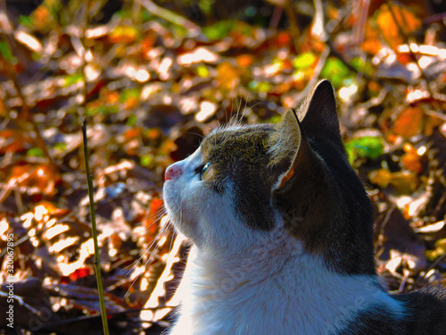 Cat and leaves  as a background