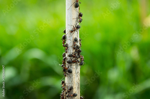 Ants creeping on a straw closeup