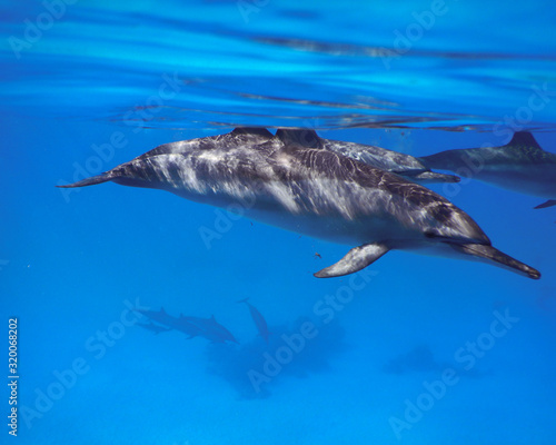 dolphins swimming in the sea © Klara