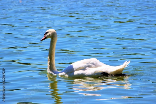 Mute Swan on a lake.