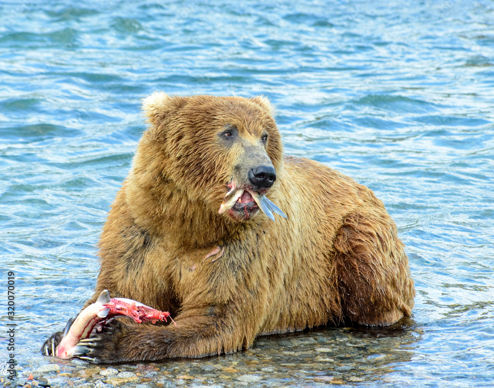Fototapeta premium Brown Bear at McNeil River in Alaska