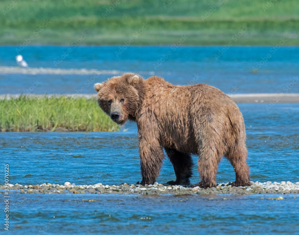 Brown Bear at McNeil River in Alaska Brown Bear at McNeil River in Alaska