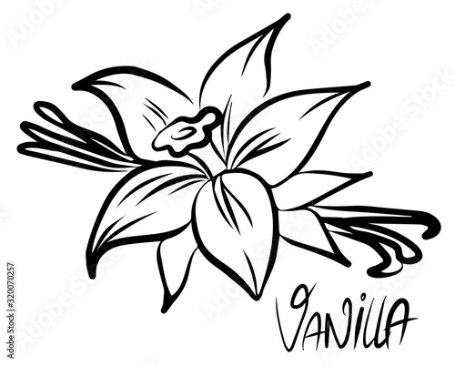 Vanilla flower and stick isolated on white background. Vector illustration.