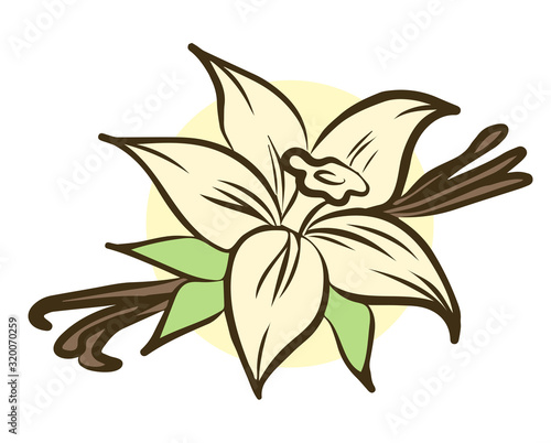 Vanilla flower and stick isolated on white background. Vector illustration.