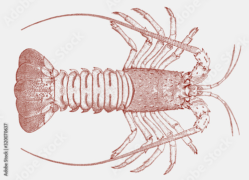 California spiny lobster panulirus interruptus from the Eastern Pacific Ocean photo