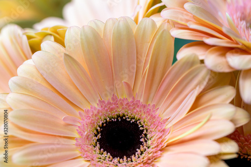 bouquet gerbera flowers and space for your text. close up