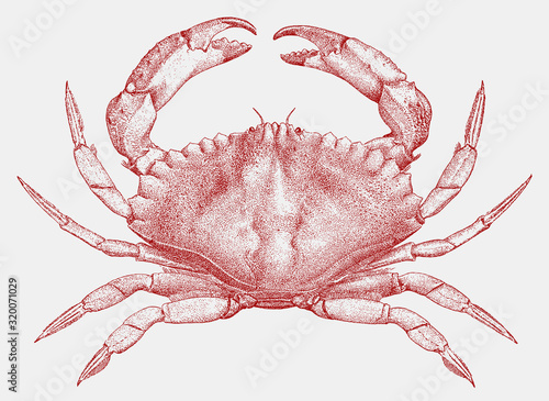 Red rock crab cancer productus from the west coast of North America photo