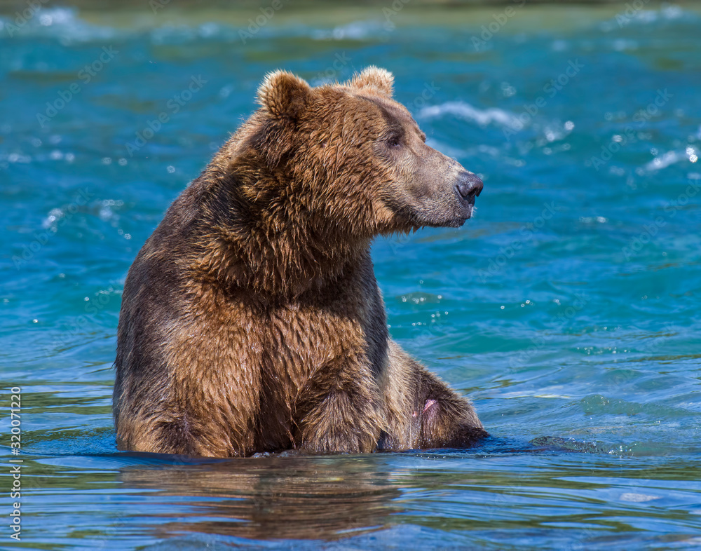 Brown Bear at McNeil River in Alaska Brown Bear at McNeil River in Alaska