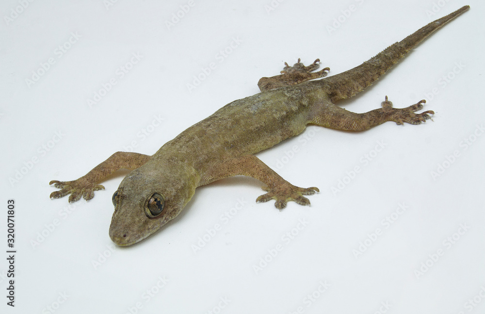 Naklejka premium Brown lizard on a white background, Southeast Asian lizard.